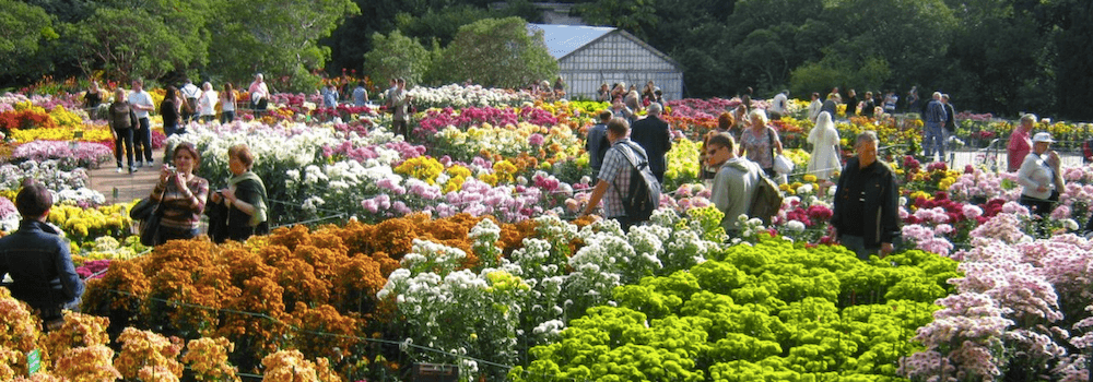 Бал Хризантем 2018 в Никитском ботаническом саду