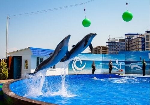 Фото Цены дельфинария в Севастополе