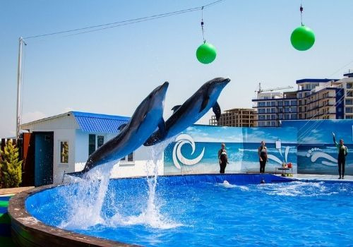 Отдых в Крыму в мае с дельфинарием